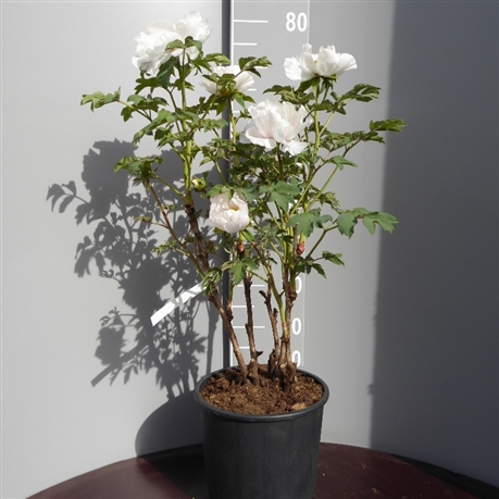Paeonia suffruticosa Xiang Yu Pot C6 **Pivoine arbustive ** - Central Jardin