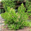 Clethra alnifolia Rosea Pot C3
