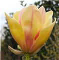 Magnolia Sunsation  Pot C3.5 ** Colori original **