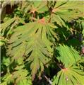 Acer japonicum Aconitifolium 150 175 cm Pot C20Litres