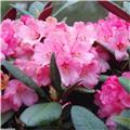 Rhododendron Wine And Rose 20 30 cm Pot P13 ** Feuillage décoratif **