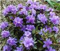 Rhododendron hippophaeoides Blue Silver 30 40 cm ** Nain **
