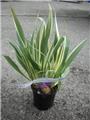 Iris tectorum Cruella Pot P17