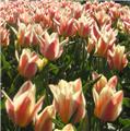 Tulipe Quebec * 7 pc cal.11/+