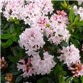 RHODODENDRON inkarho Bloombux ® Pot C.5L