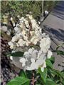 Hydrangea paniculata Forever and Ever White and Pink Pot P23 - C5L