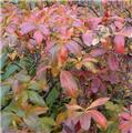 Azalea pontica 100 125 Pot C18 ** La plus parfumée ** ou Rhododendron luteum