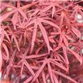Acer palmatum Starfish P60 180+
