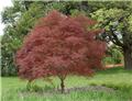 Acer palmatum Red Pygmy 150 175 Pot C10