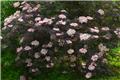 Sambucus nigra Black Lace 150 175 Pot C70 Plante XXL
