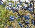 Prunus spinosa 80 100 cm JPL RN  *** Prunelier ** *** Remise importante à partir de 10 plantes **