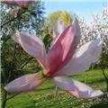 Magnolia Daybreak Pot C3.5 ** Enormes fleurs  **