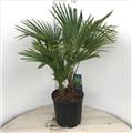 Trachycarpus Fortunei Pot P30 Ht 80 100 cm 2-3 troncs