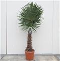 Trachycarpus Fortunei Pot P45 Ht 175 200 cm 1 tronc