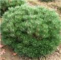 Pinus nigra Pierrick Bregeon Mini Tige Pot C15