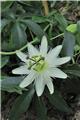 Passiflora caerulea Constance Eliott P19 ** Fleurs de la passion blanche**