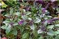 Ocimum kilmandscharicum Magic Mountain Pot C 1.5 ** Basilic pourpre vivace **