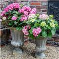 Hydrangea macrophylla Endless Summer Bloomstar Rose Pot P23 - C5L