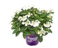 Hydrangea macrophylla Forever and Ever Teller Blanc Pot P23 - C5L