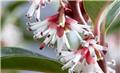 Sarcococca hookeriana humilis Winter Gem 40 50 cm Pot C7.5Litres
