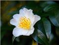 Camellia sasanqua Narumigata (blanc) Pot C4  5 ans ** Parfumé **