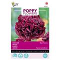Pavot Black Paeony - Buzzy Poppy Flowers