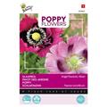 Pavot Des Jardins Somnifère - Buzzy Poppy Flowers