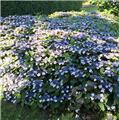 Hydrangea serrata Magic Pilow Bleu ** Hortensia nain **
