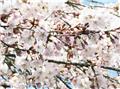 Prunus Yoshino Pendula Haute Tige 10 12