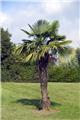 Trachycarpus Fortunei Pot P28 - C10L simple tronc +/- 30 cm