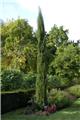 Cupressus sempervirens Totem 150 175 cm Pot C18