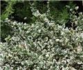 Euonymus fortunei Emerald Gaiety Pot P13 cm *** REMISE A PARTIR DE 10 plantes **