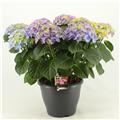 Hydrangea macrophylla HI River Blue Pot P23