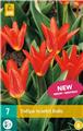 Tulipe Scarlet Baby * 7 pc cal.11/12