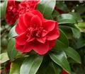 Camellia japonica Souvenir d´Hubert Thoby Pot C15Litres ** 9 ans **