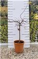 Acer palmatum Inaba Shidare Tronc +/- 50 cm Tête 60/80 cm diam. Pot C25