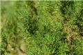Santolina viridis Pot P13