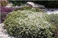 Thymus praecox Albiflorus Pot P17  ** Thym des montagnes comestible **