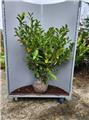 Prunus laur Rotundifolia 125 150 cm Motte  XXL Touffe Forte *** Remise importante à partir de 10 plantes **