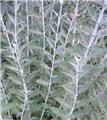 Perovskia atriplicifolia Little Spire Pot C10