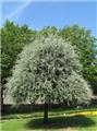 Pyrus salicifolia Pendula Baliveau 175 200 Pot C10