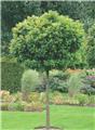 Quercus palustris Green Dwarf Haute Tige 6/8 Ht +/- 180 cm Pot C20