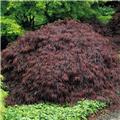 Acer palmatum dissectum Garnet Tige 100 cm Tete 60 80 Pot ** Plante exceptionelle **