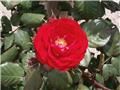 Camellia japonica Blood of China Pot C15Litres ** 9 ans **