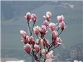 Magnolia soulangiana 175 200 XXL Pot C35Litres ** Grosse plante **