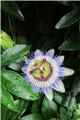Passiflora caerulea 175 200 cm Pot XXL ** Fleurs de la passion **