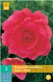 Begonia grandiflora Rose / Pink * 3 Pc  : calibre 5/6