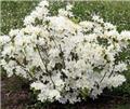 Azalea japonica Palestrina 40 50 Pot C2 - Azalée blanche **