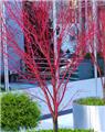 Acer palmatum Sangokaku 100 125 cm Pot C10Litres