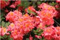 Azalea knaphill Berry Rose 80 100 cm
